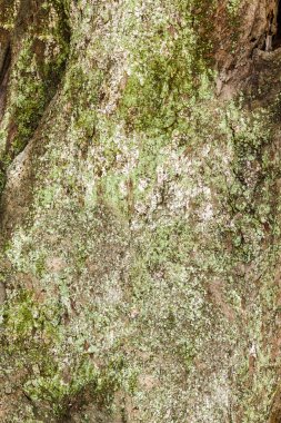 Arka plan olarak moss ile ağaç kabuğu dokusu.