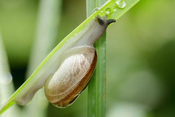 Closeup snail on green leaf. — Stock Photo, Image