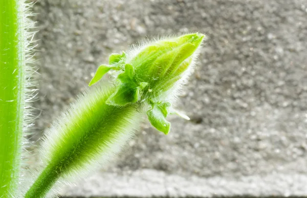 Bloeiende winter meloen bloem. — Stockfoto