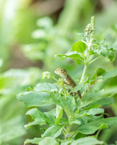 Chameleon perched on tree. — Stock Photo, Image