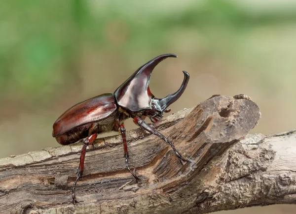 犀牛甲虫栖息在树枝上. — 图库照片
