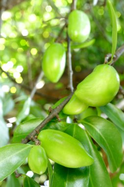 Taze garcinia ekşi lezzet çok c vitamini tropikal Tay h