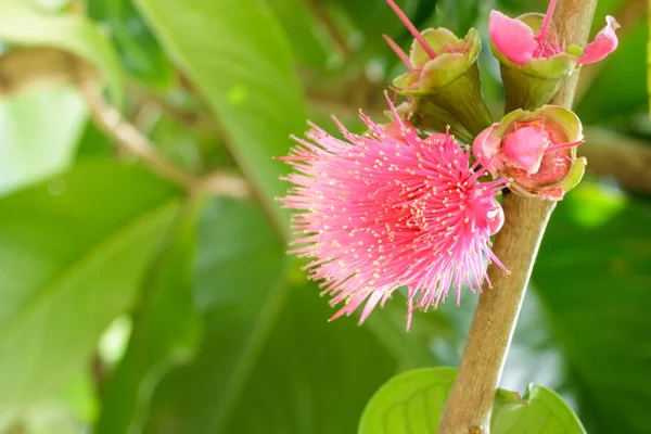 Malay rose apple flower on tree,Malay apple,Pomerac flower . — Stock Photo, Image