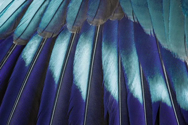 Blue feather background.