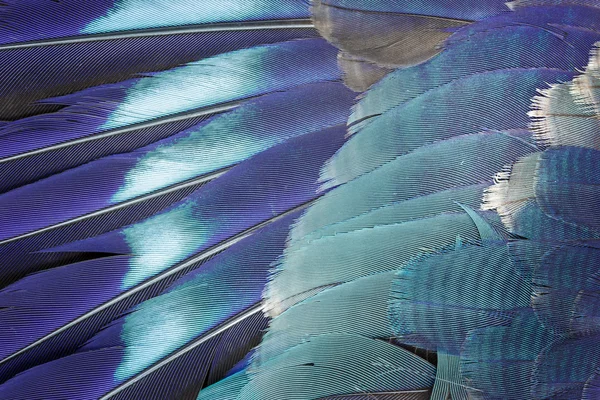 Blue feather background. — Stock Photo, Image