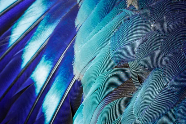 Blue feather background. — Stock Photo, Image