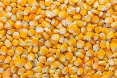 Arka plan olarak ham mısır tohumu.
