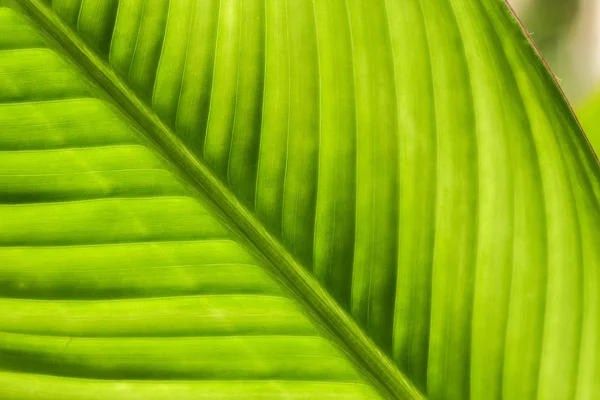 Green leaf texture. — Stock Photo, Image