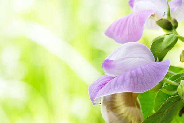 Paarse bloem bean in tuin met ruimte. — Stockfoto