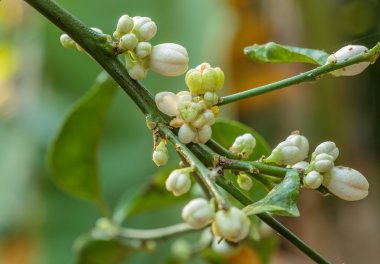 Tatlı kireç Çiçek bahçesinde.