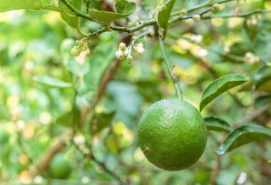 Çiçek bahçesinde kireç.