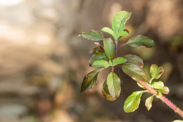 Bahçe, kutsal fesleğen çiçeklenme ile portre ocimum kutsal. — Stok fotoğraf