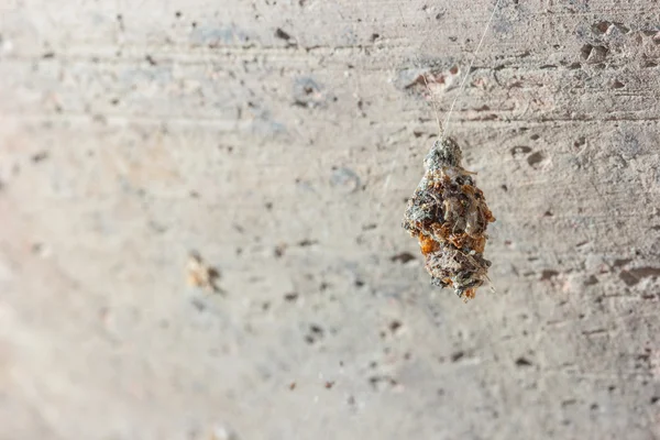 Close up insect chrysalis hanging on wall — Stock Photo, Image