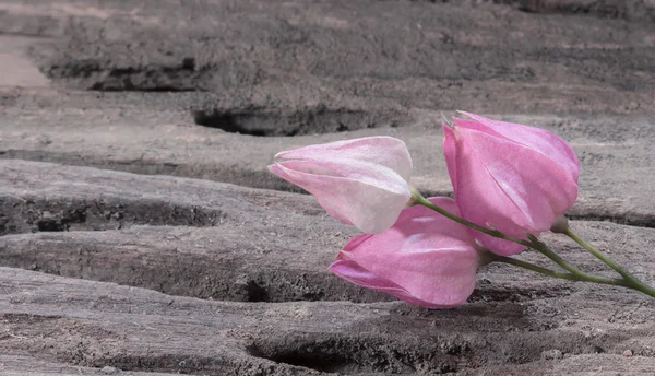 Ροζ λουλούδι σε ξύλινο φόντο. — Φωτογραφία Αρχείου