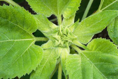 Genç ayçiçeği tomurcuk kadar kapatın.