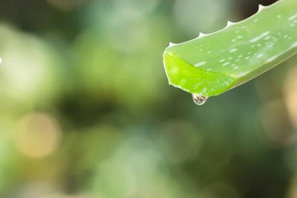 Aloe vera leaf with drop on natural background. — Stock Photo, Image