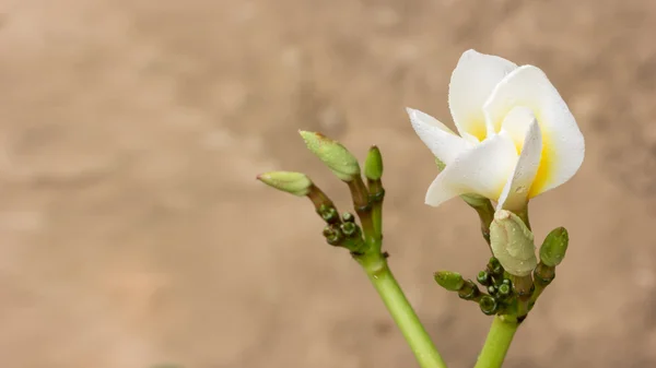 Vicino Frangipani fiore in giardino — Foto Stock