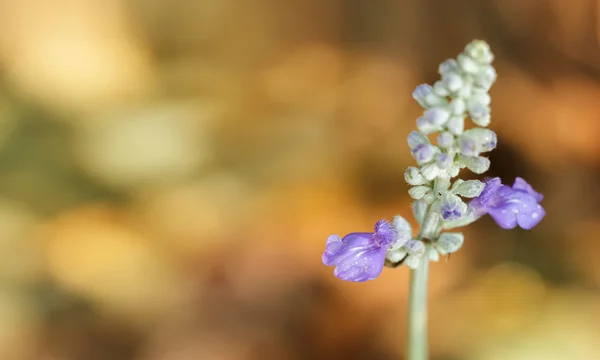 Nära håll blå sulvia blomma i trädgården. — Stockfoto