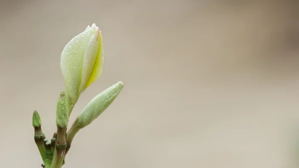 Frangipani Çiçek bahçesinde kapatın — Stok fotoğraf