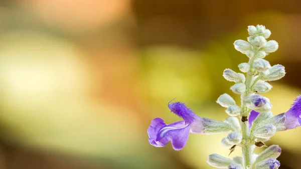 Fermer fleur de sulvia bleue dans le jardin . — Photo