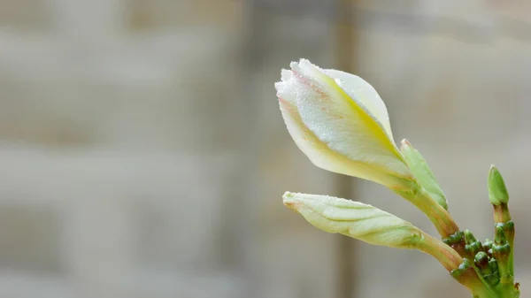 Nära håll Frangipani blomma i trädgården — Stockfoto
