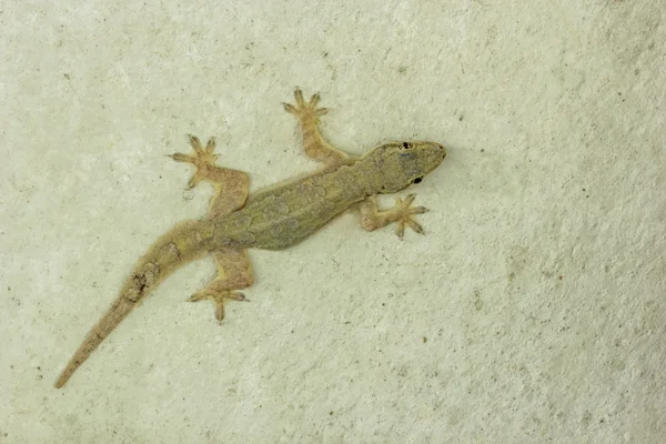 House lizard on grunge concrete wall . — Stock Photo, Image