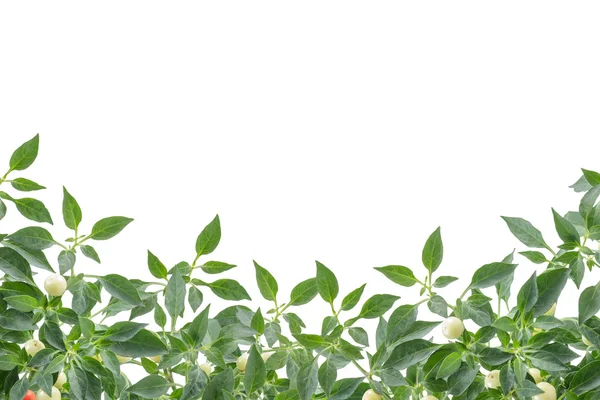 Green chilies on white background.