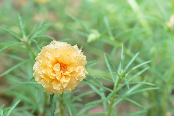 Close-up van gemeenschappelijke postelein bloem in tuin. — Stockfoto