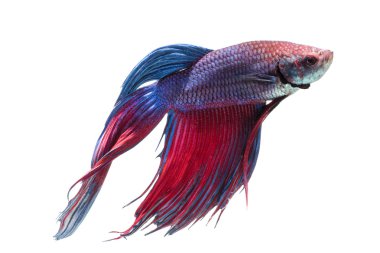 Siyam mücadele izole kırpma yolu, beyaz arka plan üzerinde balık