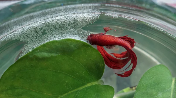 Férfi piros Sziámi harcoshal és buborék fészket, a víz. — Stock Fotó