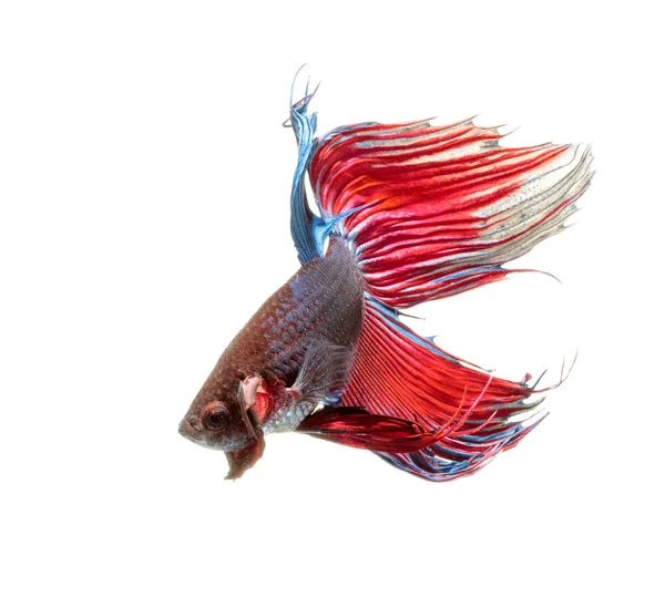 Сиамская боевая рыба изолированы на белом фоне, Бетта splende Стоковое Изображение