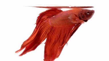 Beyaz, Betta splendens üzerinde kırmızı Siyam mücadele balık.