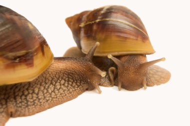 Achatinas yürüyüş