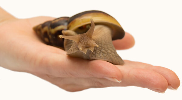 Achatina on the hand
