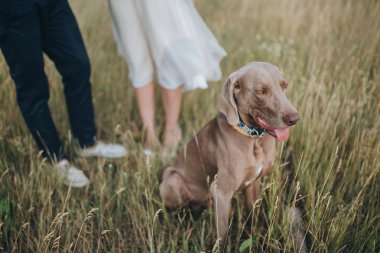 Çift ve av köpeği alanındaki