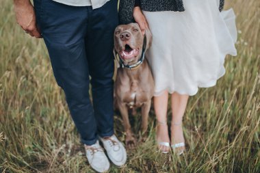 Çift ve av köpeği alanındaki