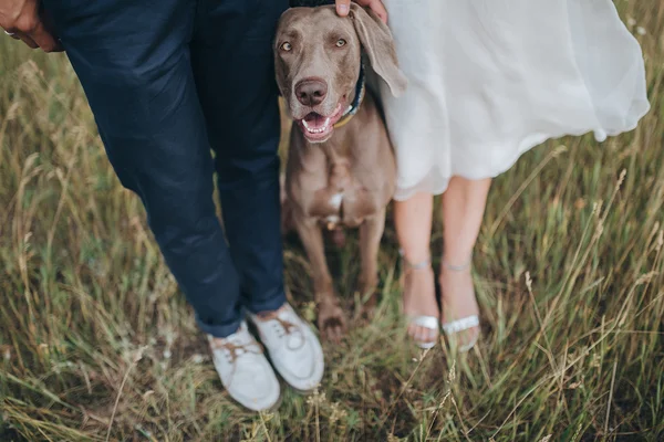 Pasangan Dalam Pakaian Pernikahan Dan Anjing Pemburu Berkembang Biak Berada — Stok Foto