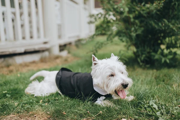 Perro blanco en traje —  Fotos de Stock