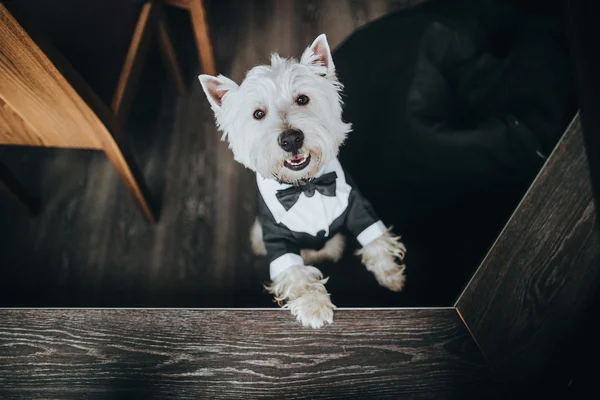 White dog in suit Royalty Free Stock Images