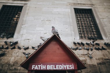 Binada oturan güvercin