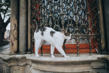Kedi eski bina çatı üzerinde