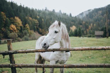 beyaz ata Dağı mera