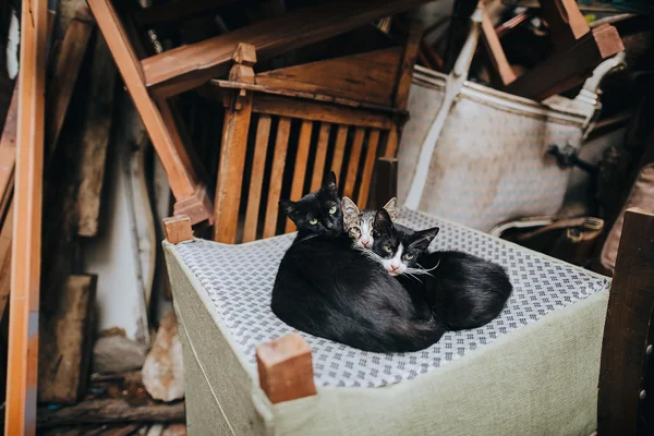 Kucing berbaring di kursi di Istanbul — Stok Foto