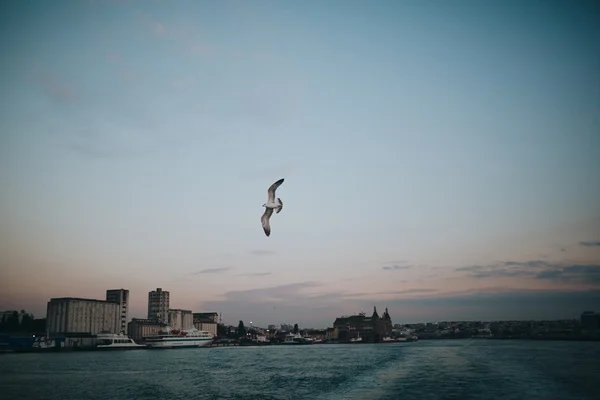 Gaviota en el cielo sobre la bahía de mar — Foto de Stock