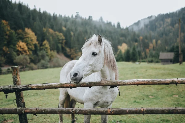 beyaz ata Dağı mera