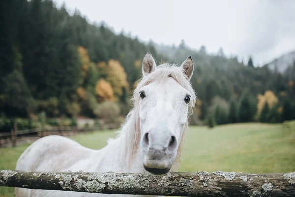 beyaz ata Dağı mera