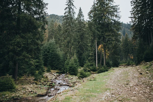 Mountain trail along mountain stream — Stockfoto