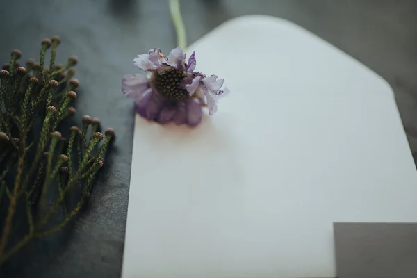 Amplop putih dan bunga liar ungu — Stok Foto