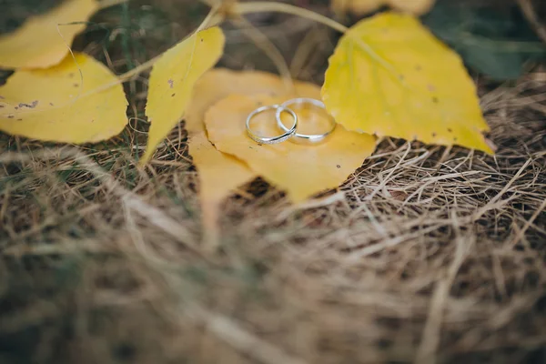 Anéis de casamento em folhas amarelas — Fotografia de Stock