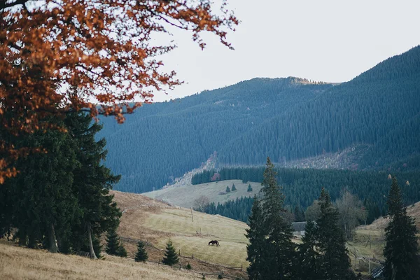 Krásné podzimní krajina v Karpatech — Stock fotografie